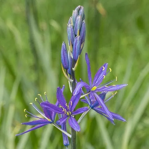 Camassia leichtinii Caerulea