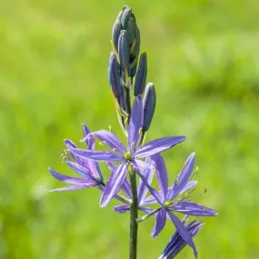 Camassia leichtinii Caerulea