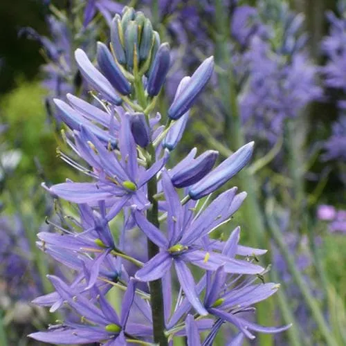 Camassia leichtinii Caerulea